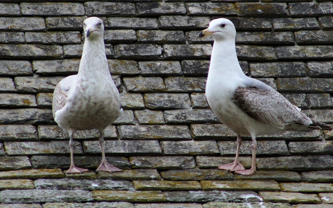 Dealing with Seagulls at Your Cape Cod House | Liberty Siqueira￼