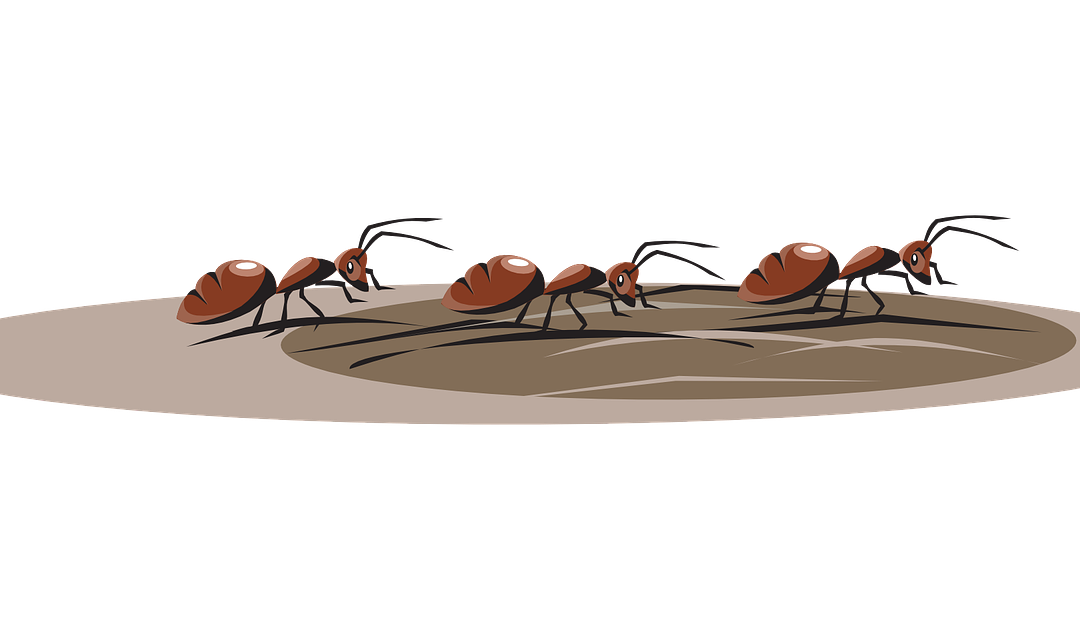 How to Get Rid of Ants in Your Cape Cod Home￼