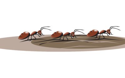 How to Get Rid of Ants in Your Cape Cod Home￼