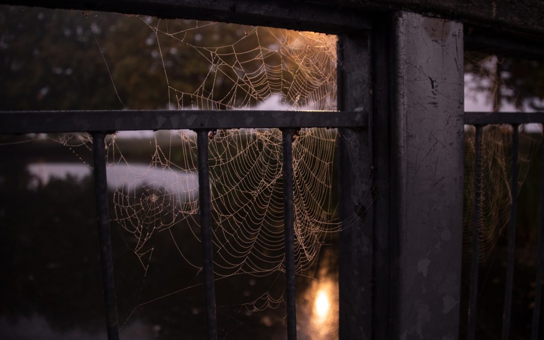 We Need to Talk About Cobwebs￼